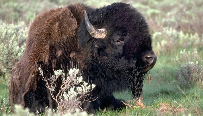 Bison at Great Salt Lake Ecosystem Program