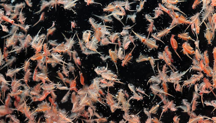 Brine shrimp at Great Salt Lake Ecosystem Program