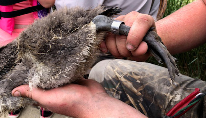 Featured image for “DWR Annual Goose Banding”