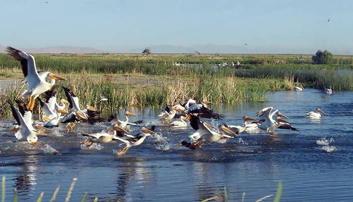 Birds at Great Salt Lake Ecosystem Program