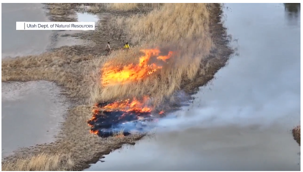 Phragmites burn on the Great Salt Lake
